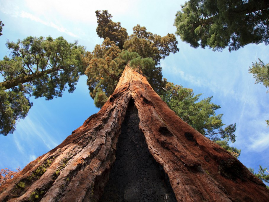 Секвойя Титан дель Норте