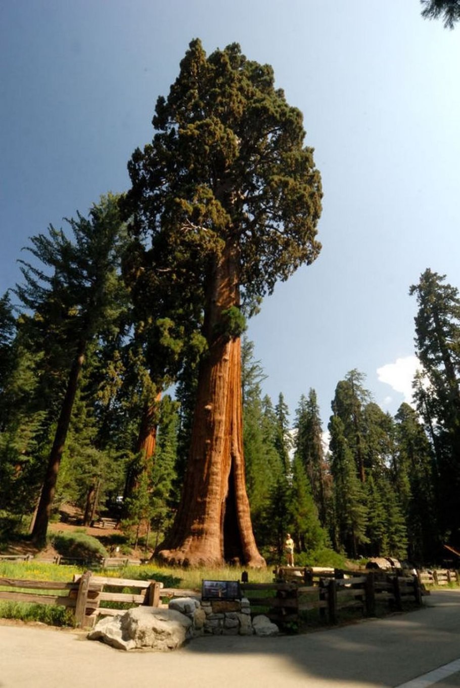 Секвойи (Sequoia sempervirens)