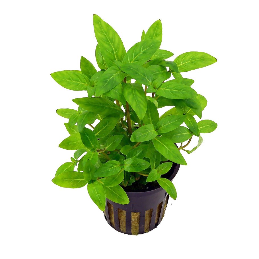 Стаурогин ползучий