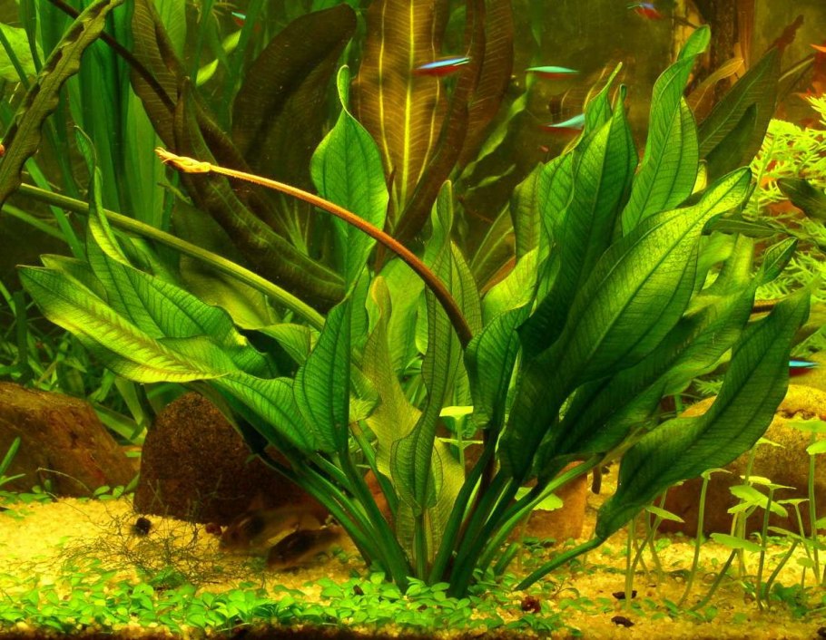 Эхинодорус Ашерсона