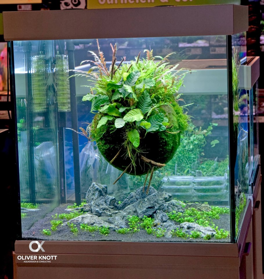 Оливер Кнотт