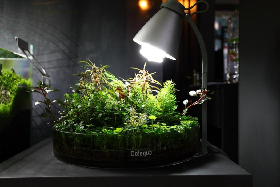 Вабикуса Амано