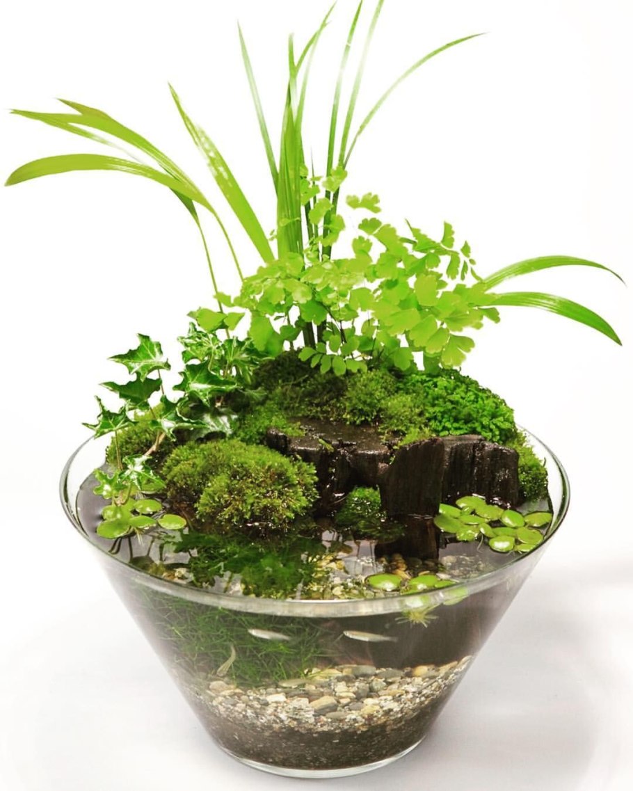 Вабикуса с анубиасом