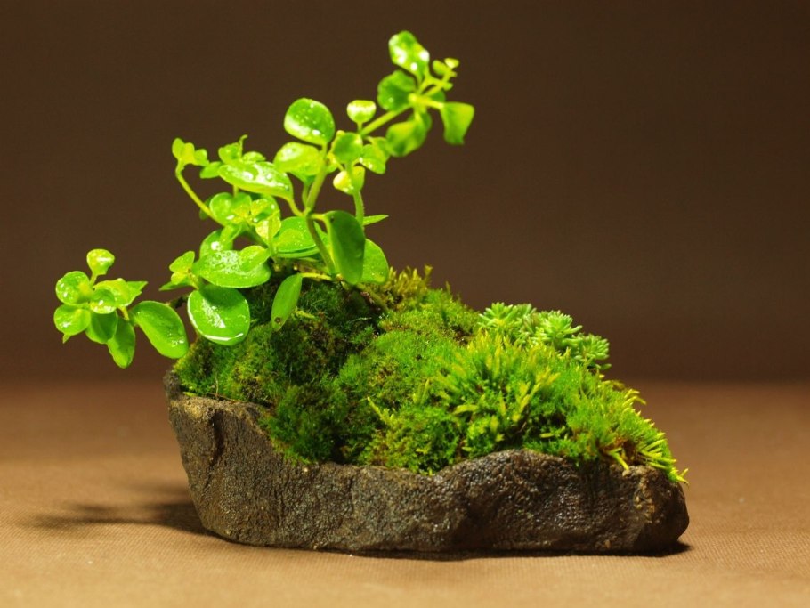 Кокедама кусамоно вабикуса