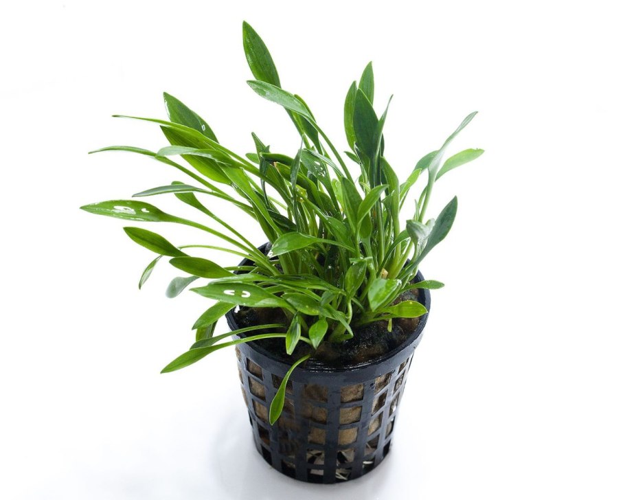 Криптокорина парва нано