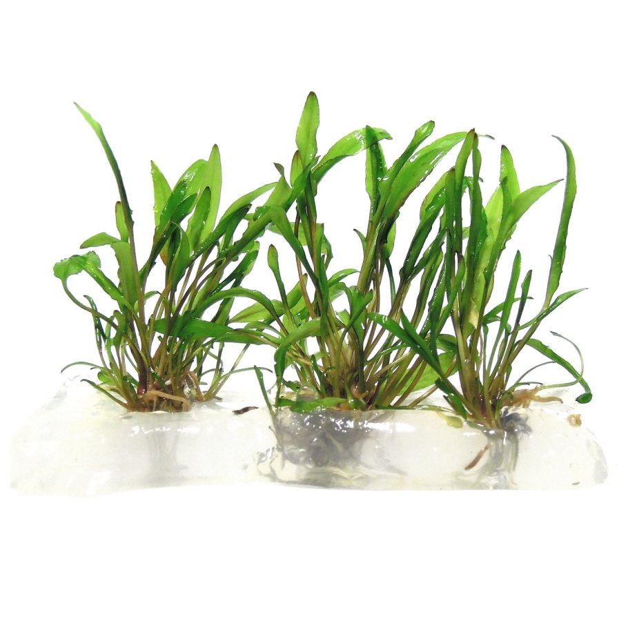 Валлиснерия и Криптокорина