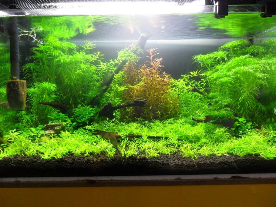 Грунт для аквариумных растений