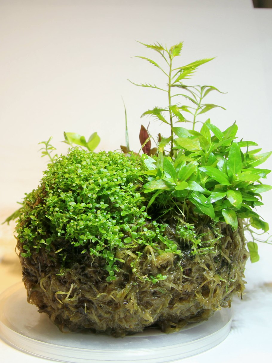 Вабикуса Моховая кочка