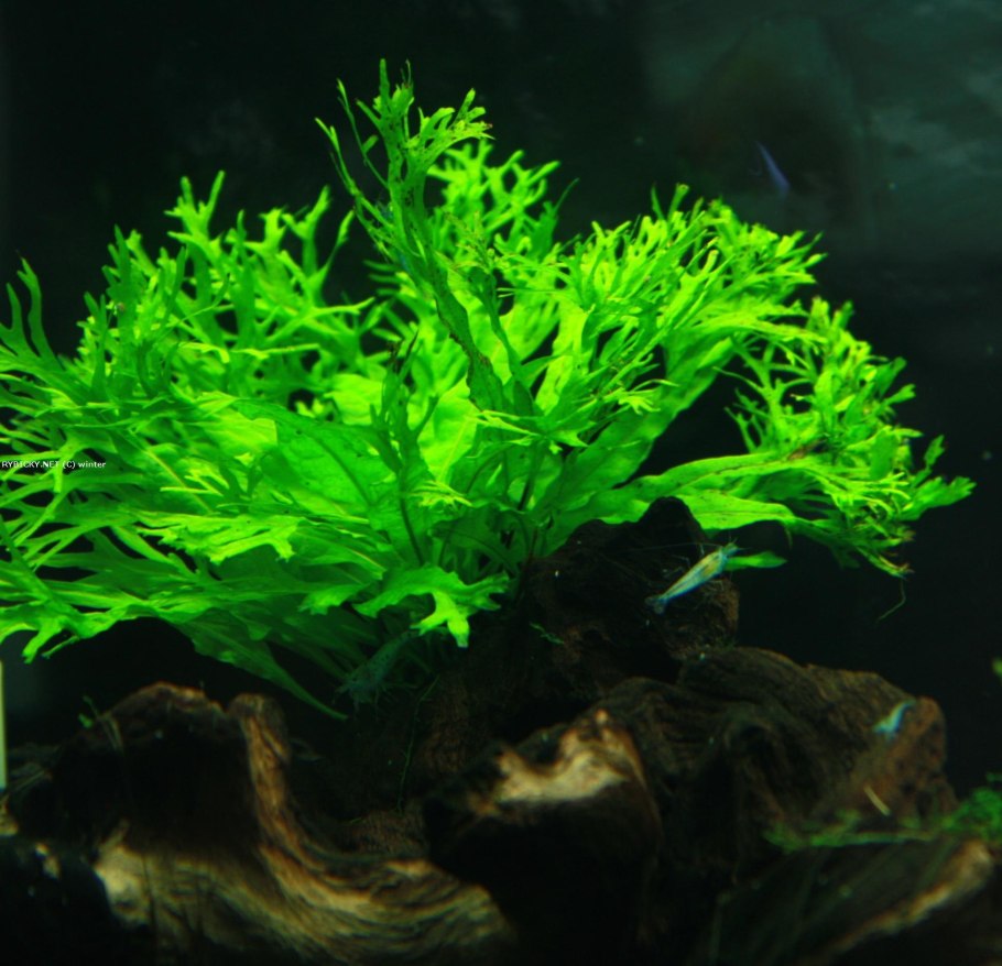 Папоротник таиландский Винделова