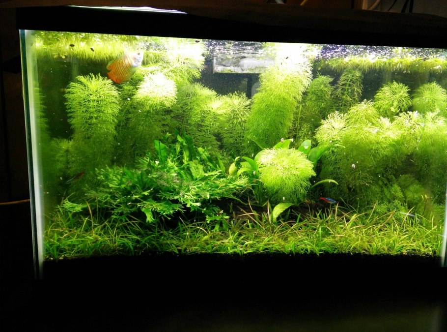 Растения в горшках в аквариуме