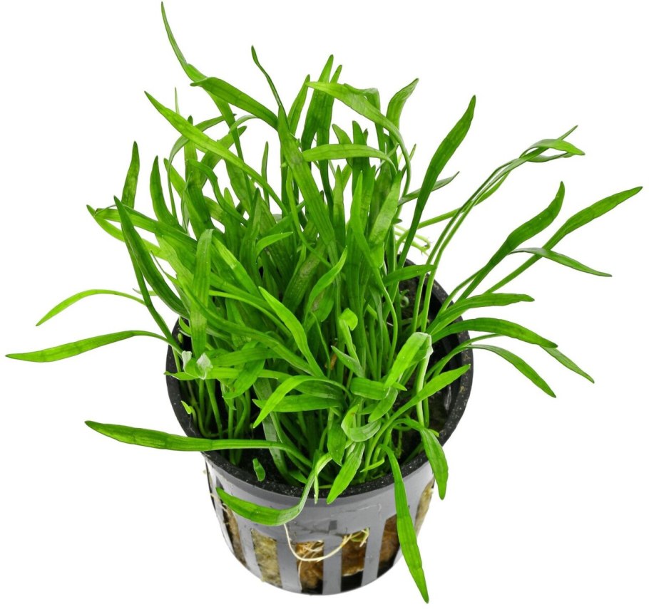 Лилеопсис бразильский аквариумное растение