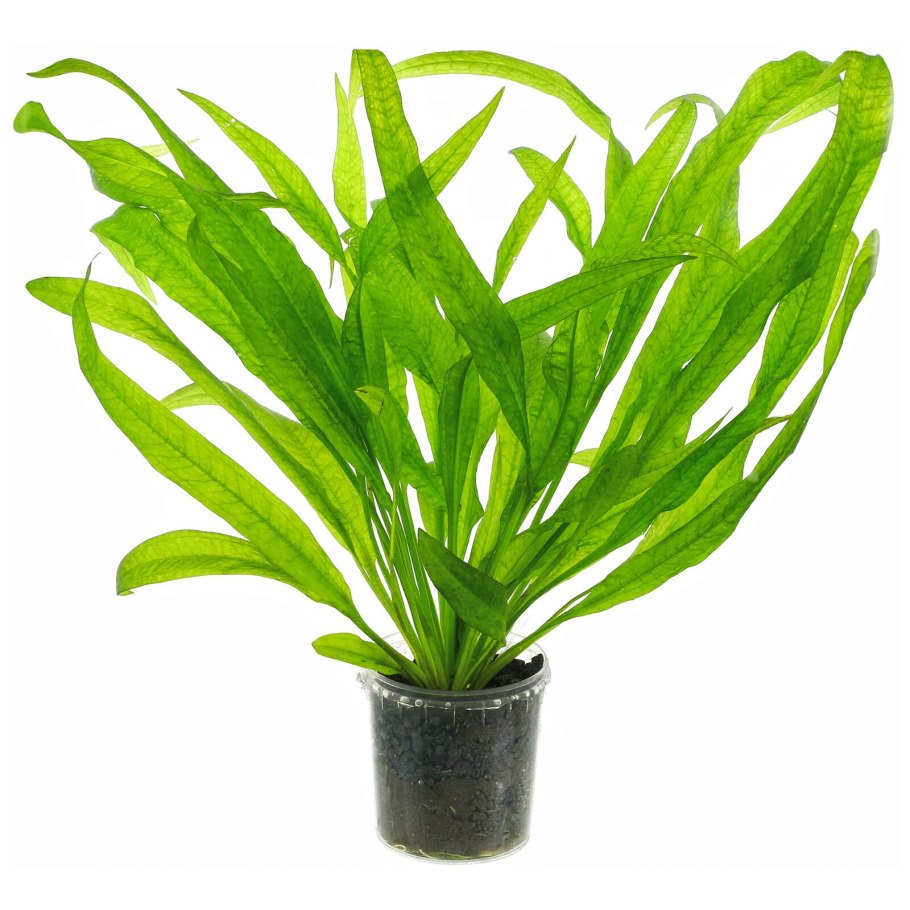 Эхинодорус уругвайский