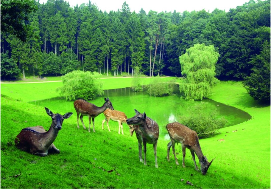 Парк Wild Park Schwarze Berge