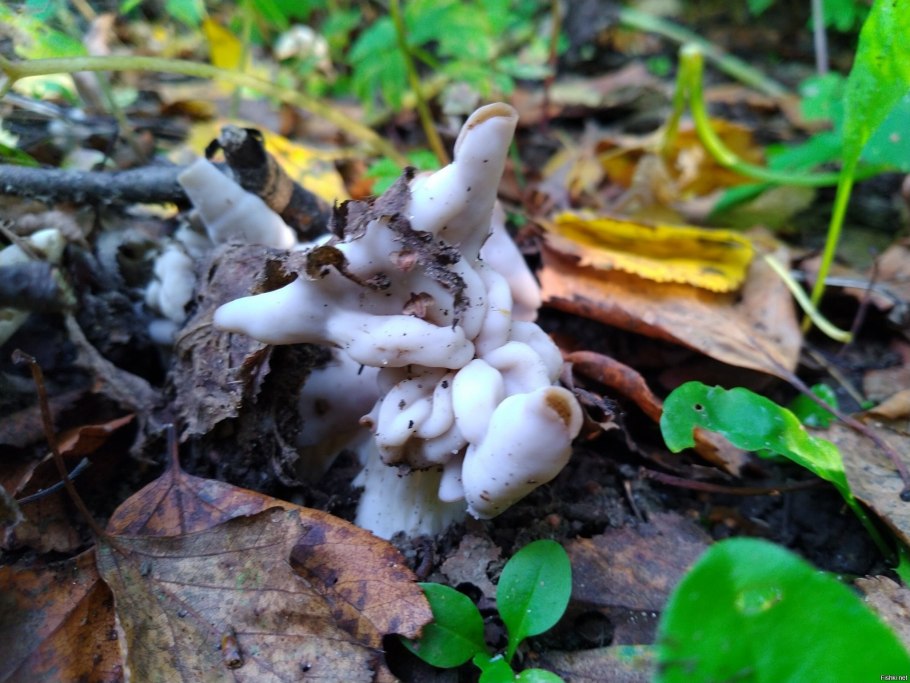 Странные грибы в опилках