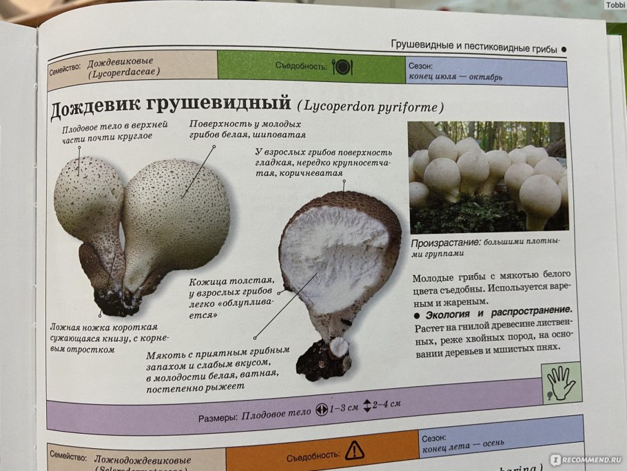 Странные грибы на грядке