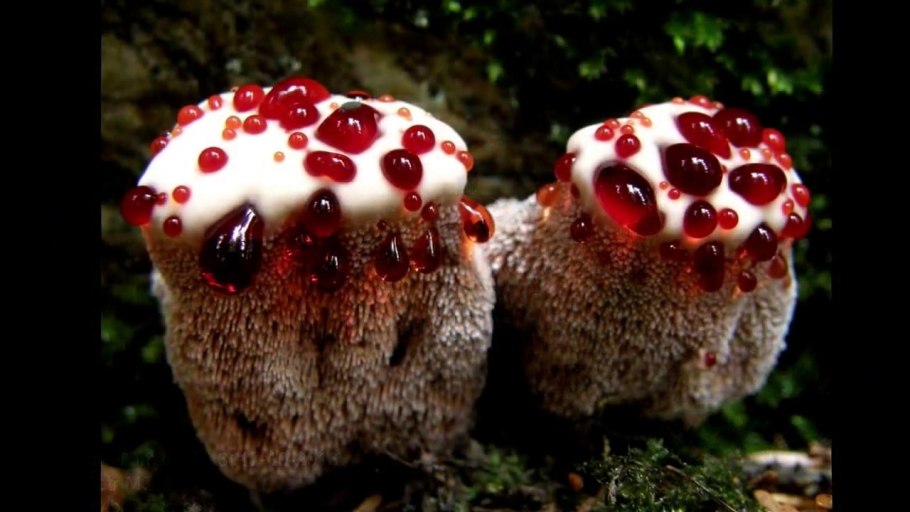 Человек гриб арт