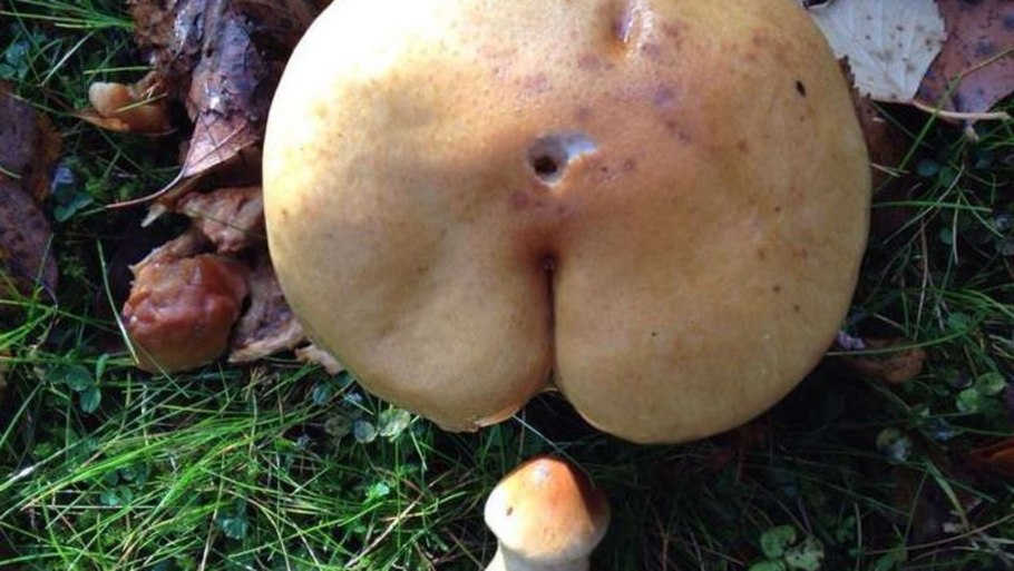 Млечник голубой ядовитый гриб