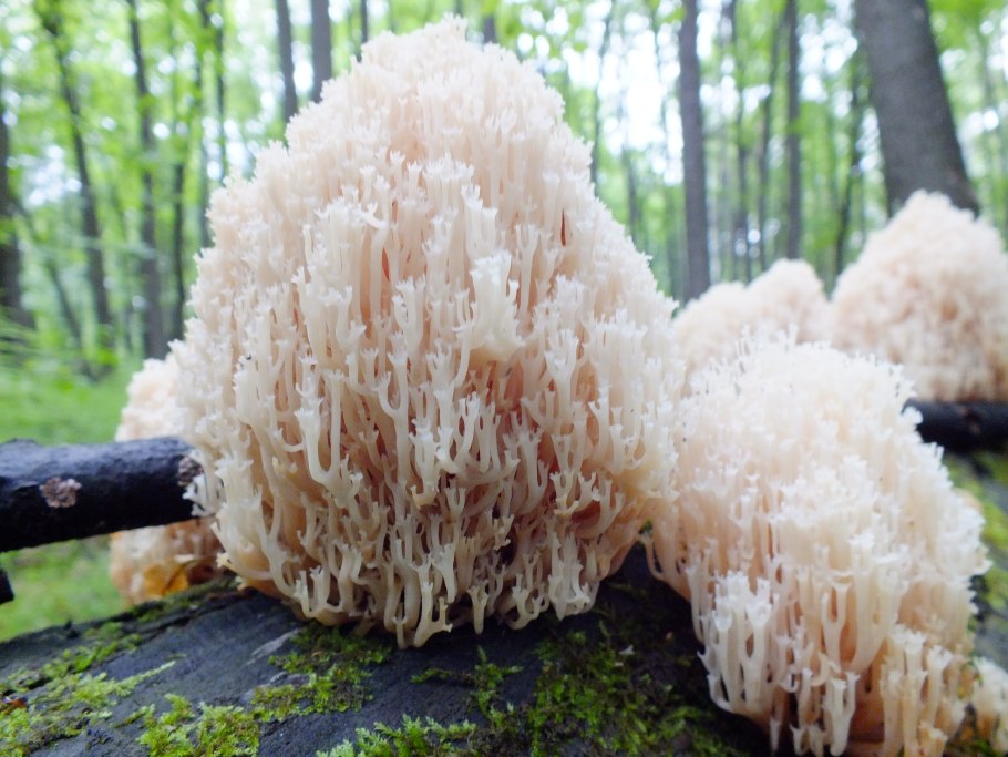 Грибы редкие Мурманской области