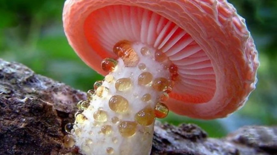 Гриб похожий на человека