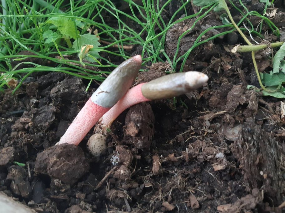 Решеточник красный