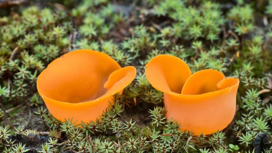 Гриб ежовик Дьявольский