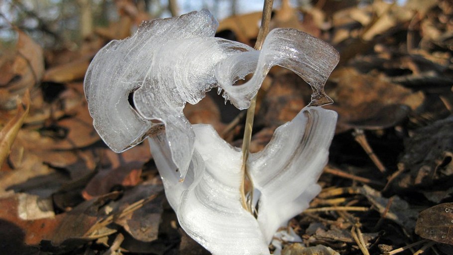 Мутинус Равенеля гриб