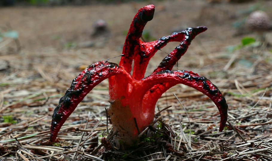 Гриб ежовик Дьявольский