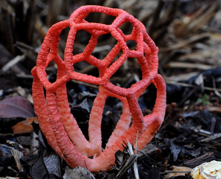 Антурус Арчера (Clathrus archeri)