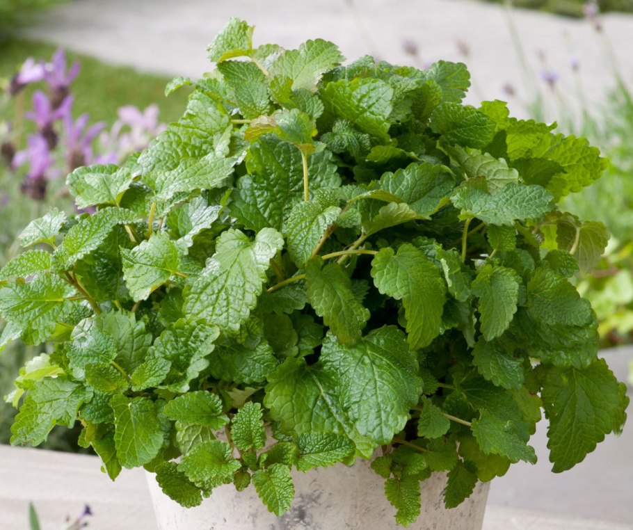 Мелисса Lemon Balm