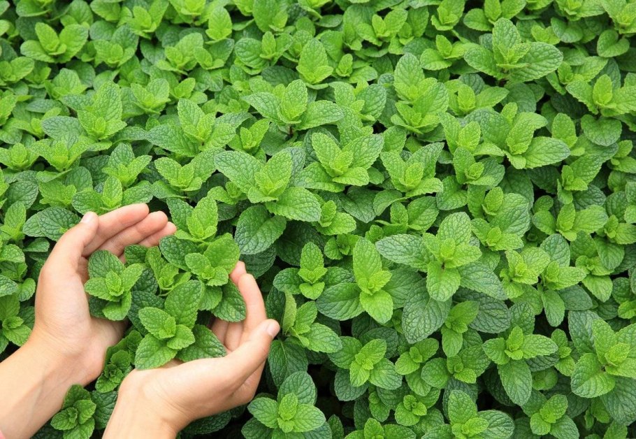 Мелисса лимонная (Melissa officinalis