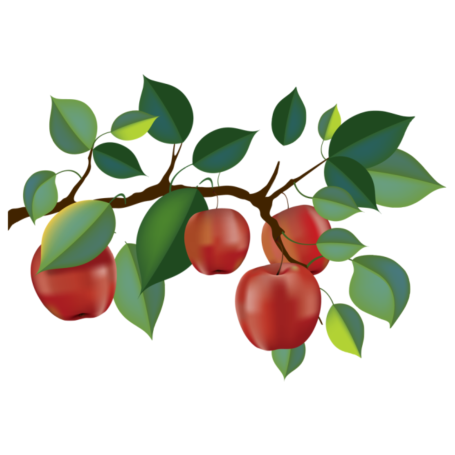 Ветка яблони с листьями