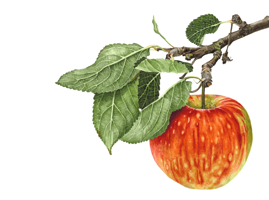 Ветка яблони с яблоками на белом фоне