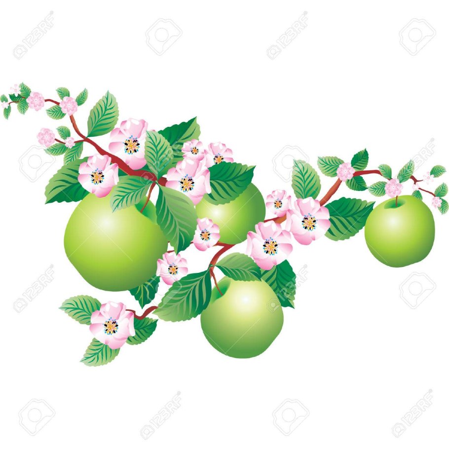 Груша красивая