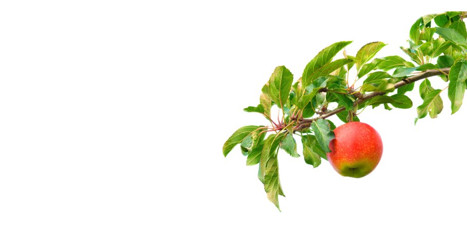 Malus - яблоня, плоды/ветки