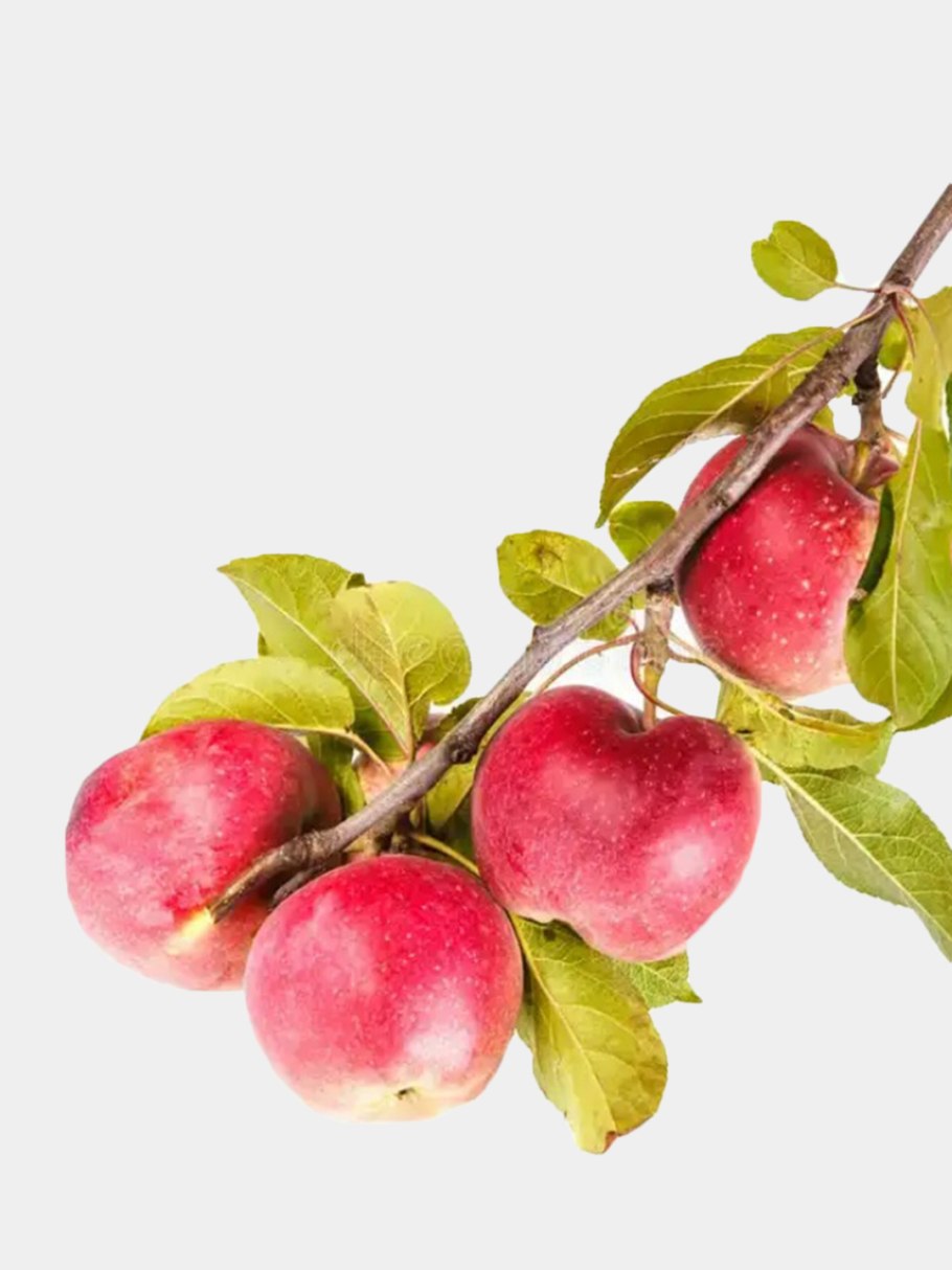 Ветка яблони с яблоками на белом фоне
