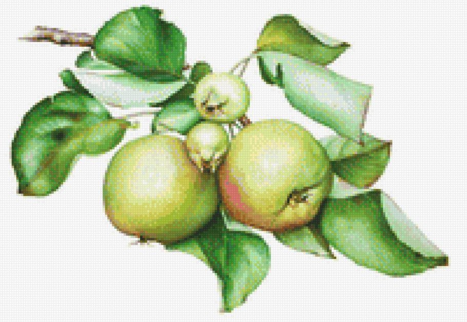 Яблоня на белом фоне