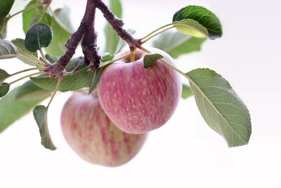 Яблоня Румянка Свердл.