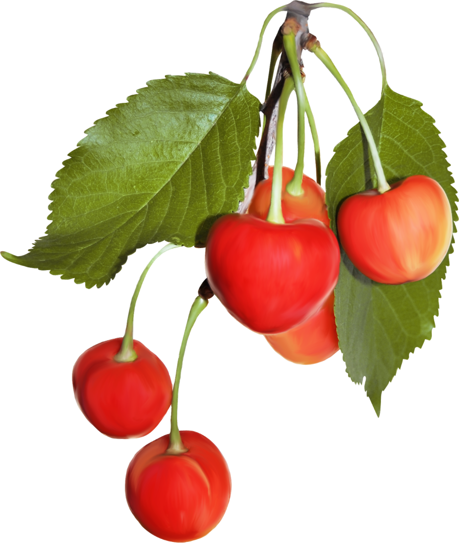 Яблоня дерево листья