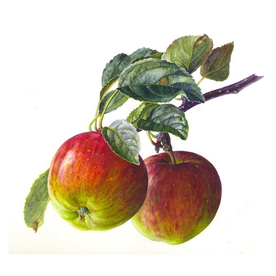 Яблоко иллюстрация