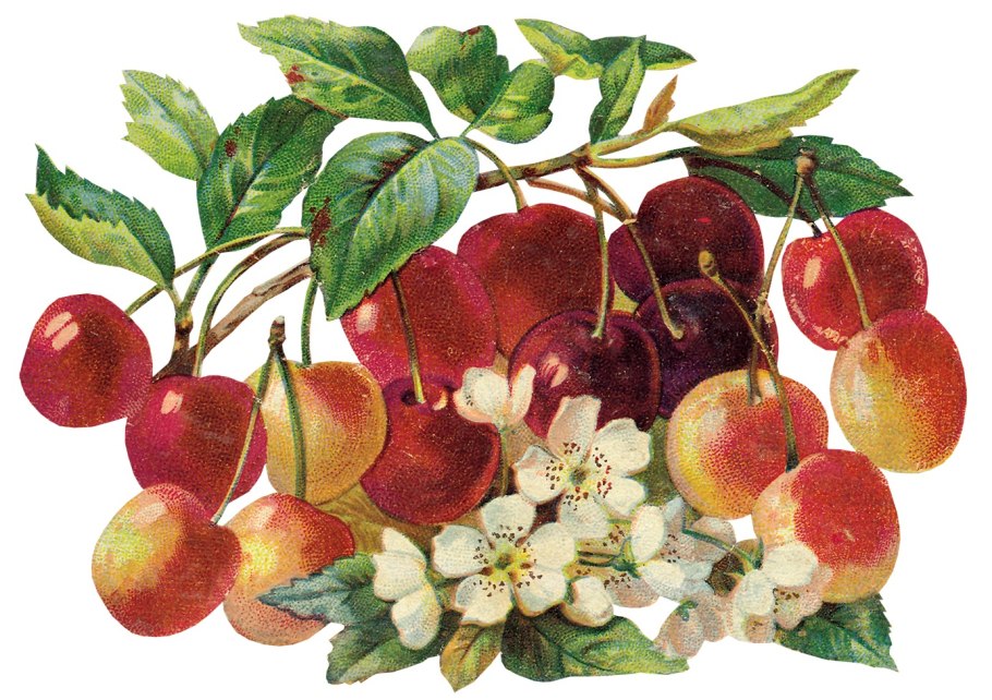 Яблоня Марат Бусурин