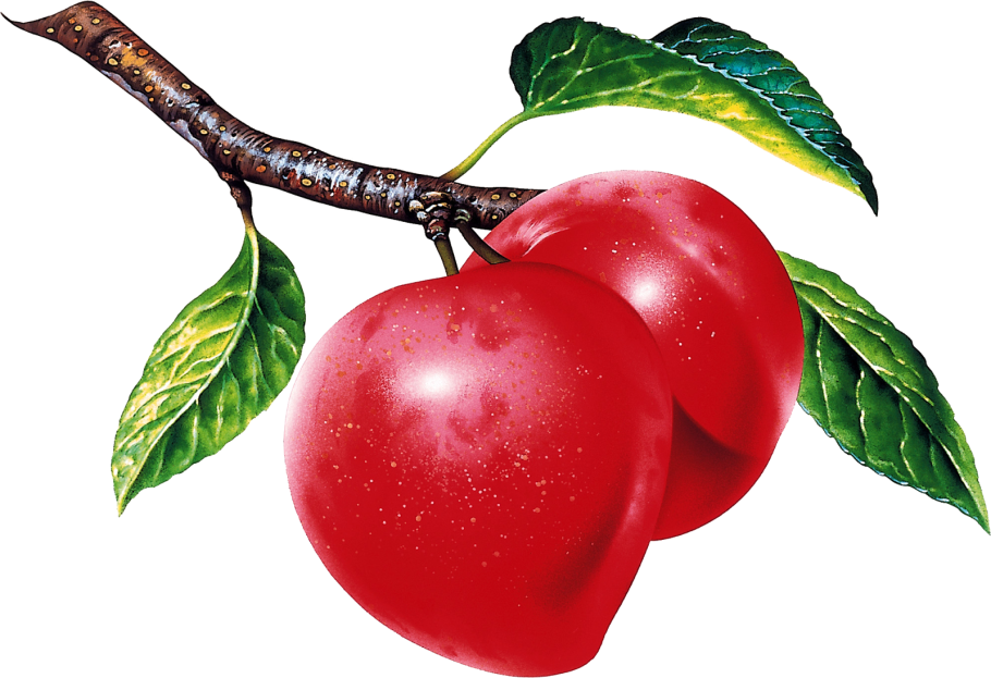 Яблоки на ветке
