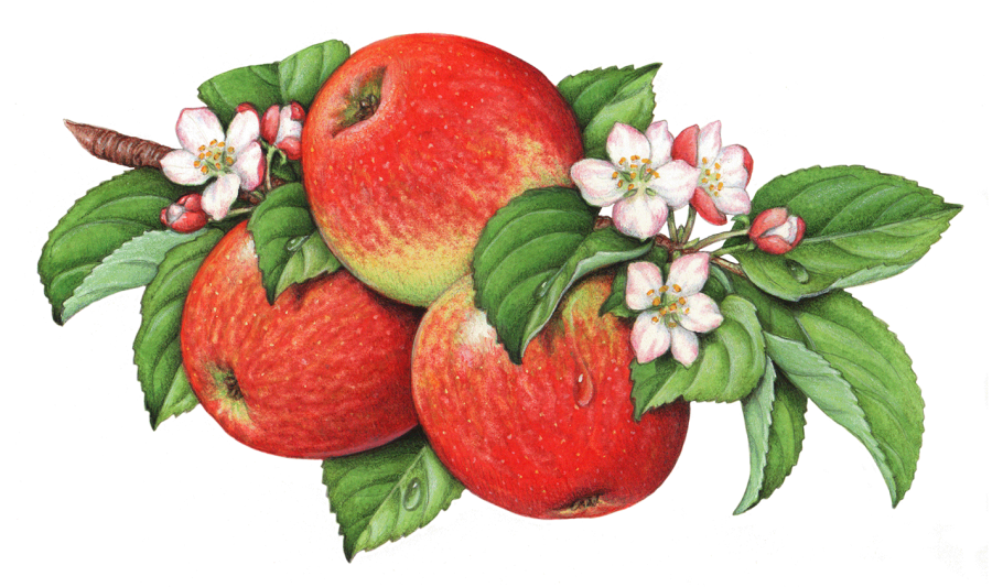 Фрукты на белом фоне