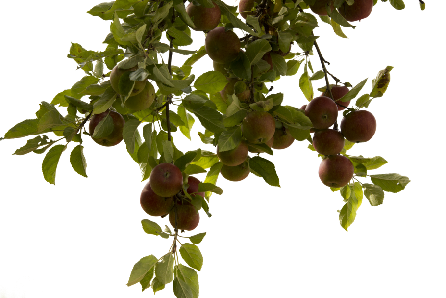 Яблоки на ветке