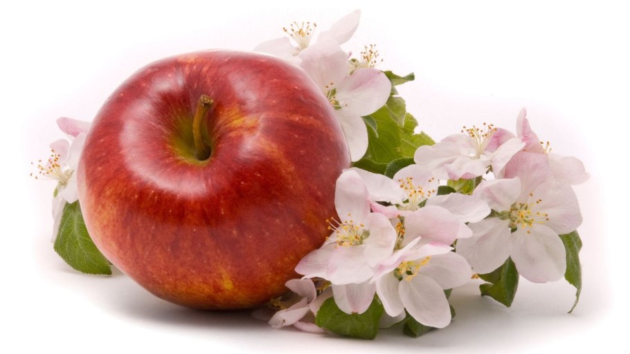 Ветка яблони с яблоками на белом фоне