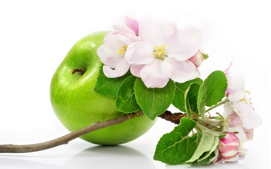 Яблоки на ветке