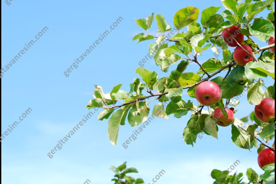 Яблоки Рози Сандерс акварель