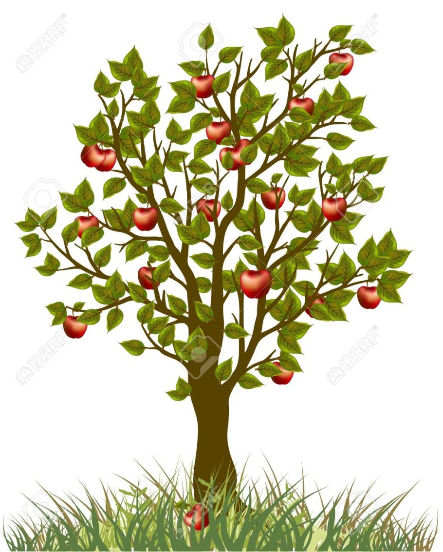 Семена яблока