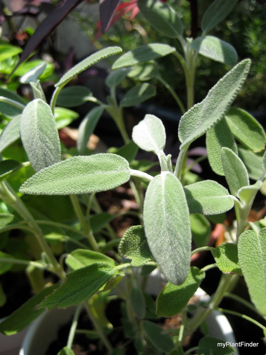 Шалфей оффициналис Назарет