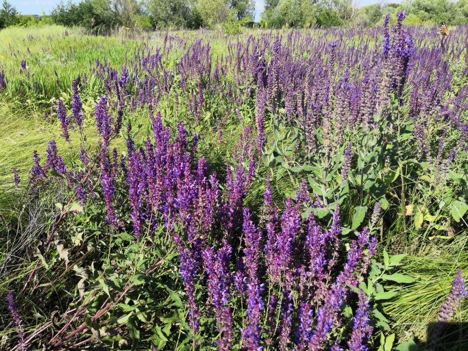 Шалфей горный Кавказ