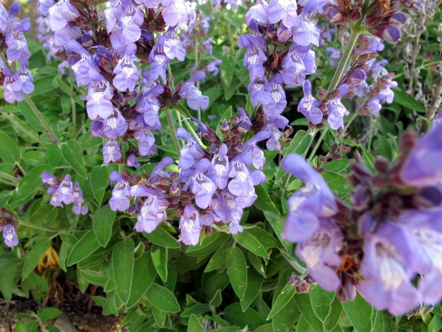 Шалфей горный